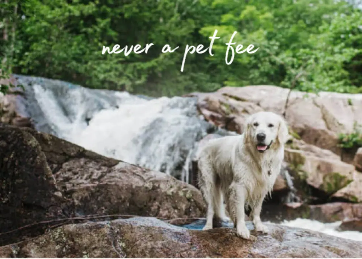 A golden retriever stands on rocky terrain with a cascading waterfall and lush greenery in the background. The scene radiates the joy of outdoor exploration and family-friendly adventure, with the natural beauty of the Seven Devils area prominently featured.